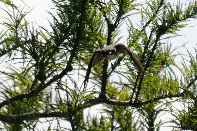  オジロハイイロタイランチョウ 成鳥　（４態-2）　フォンテーヌブロー州立公園　マンデビル　ルイジアナ州　米国　Mandeville, Louisiana　USA　2013/06/10　Photo by Kohyuh