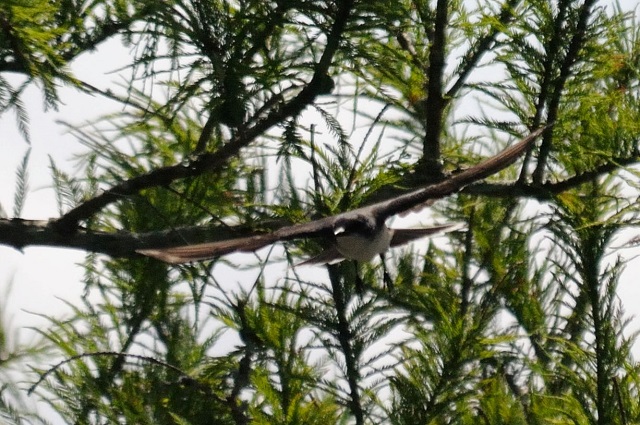 オジロハイイロタイランチョウ 成鳥　（４態-3）　フォンテーヌブロー州立公園　マンデビル　ルイジアナ州　米国　Mandeville, Louisiana　USA　2013/06/10　Photo by Kohyuh