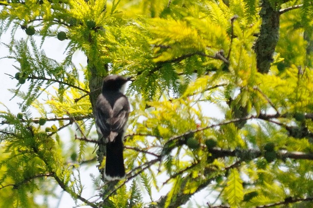 オジロハイイロタイランチョウ 成鳥　（４態-4）　フォンテーヌブロー州立公園　マンデビル　ルイジアナ州　米国　Mandeville, Louisiana　USA　2013/06/10　Photo by Kohyuh