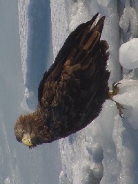 《オジロワシ》　写真はクリックで拡大する