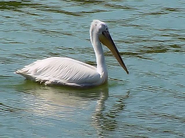 @ nCCyJ@@PLj΁@MV@Kerkini, Greece@2008/05/28@Photo by Kohyuh