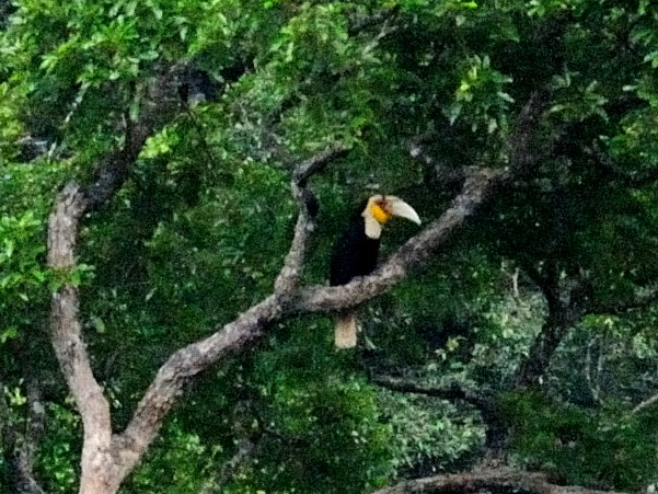 ① ムジシワコブサイチョウ  ♂　成鳥　ランカウイ島　マレーシア　Pulau Langkawi, Malaysia　　2010/06/01　Photo by Kohyuh