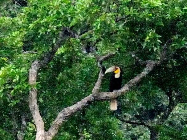 ② ムジシワコブサイチョウ  ♂　成鳥　ランカウイ島　マレーシア　Pulau Langkawi, Malaysia　　2010/06/01　Photo by Kohyuh