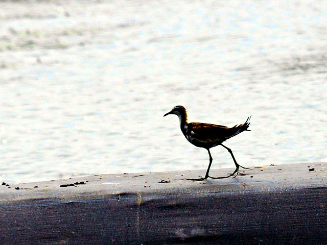 ② レンカク　冬羽　レンカク生態教育パーク　台湾　Jacana Eco-education Reservation, Taiwan　2012/03/04　Photo by Kohyuh