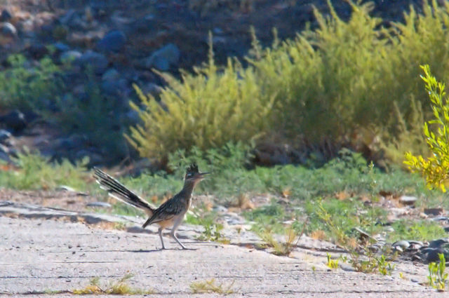 オオミチバシリ　パウエル湖　Lake Powell, Utah USA　2013/06/25　Photo by Kohyuh