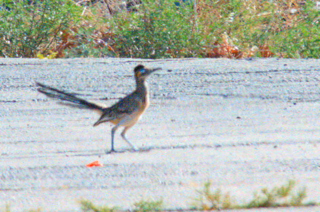 オオミチバシリ　パウエル湖　Lake Powell, Utah USA　2013/06/25　Photo by Kohyuh