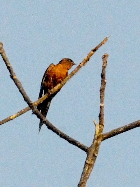 ① アカハライエツバメ （仮）　成鳥　ジャンダ・バイク　マレーシア　Janda Baik, Malaysia　　2010/05/23　Photo by Kohyuh