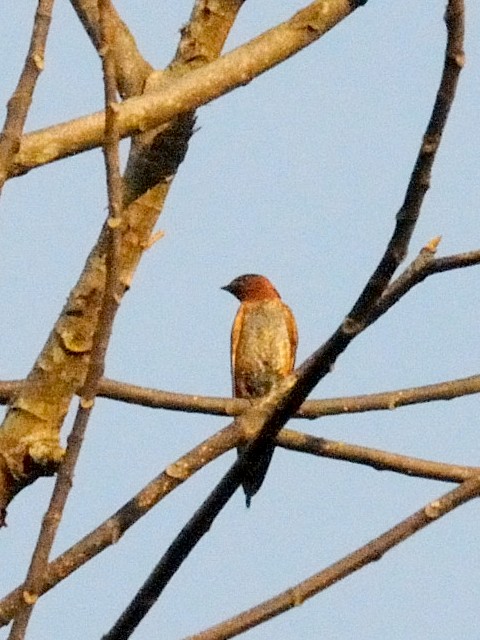 ② アカハライエツバメ （仮）　成鳥　ジャンダ・バイク　マレーシア　Janda Baik, Malaysia　　2010/05/23　Photo by Kohyuh