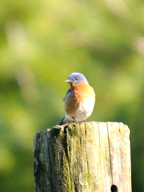 (1) ルリツグミ ♂　成鳥　ストックブリッジ　マサチューセッツ州　米国　Stockbridge, MA, America　2013/05/18　Photo by Kohyuh