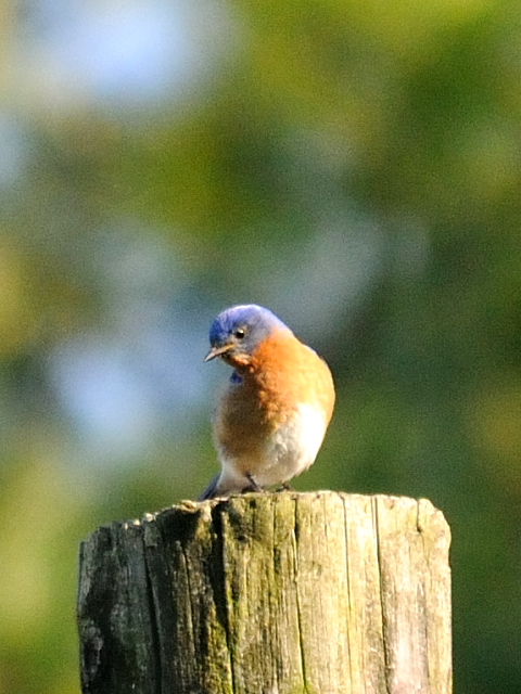 (2) ルリツグミ ♂　成鳥　ストックブリッジ　マサチューセッツ州　米国　Stockbridge, MA, America　2013/05/18　Photo by Kohyuh