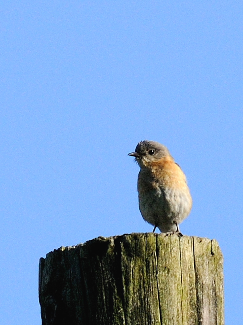 (3) ルリツグミ ♀　成鳥　ストックブリッジ　マサチューセッツ州　米国　Stockbridge, MA, America　2013/05/18　Photo by Kohyuh