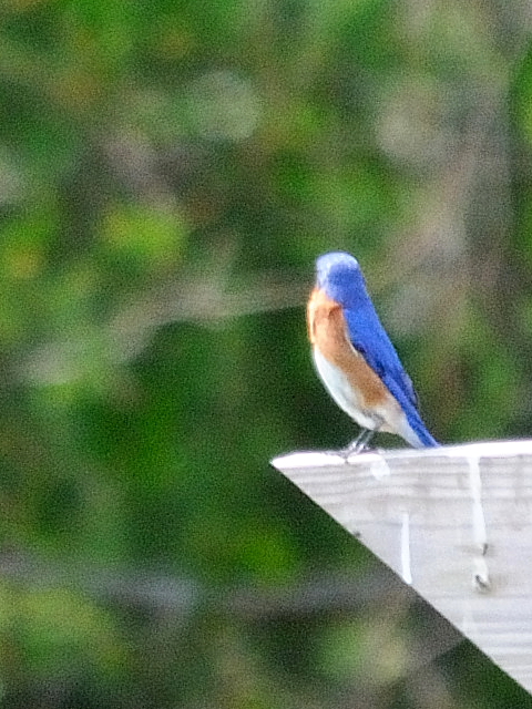 (4) ルリツグミ ♂　成鳥　ストックブリッジ　マサチューセッツ州　米国　Stockbridge, MA, America　2013/05/18　Photo by Kohyuh