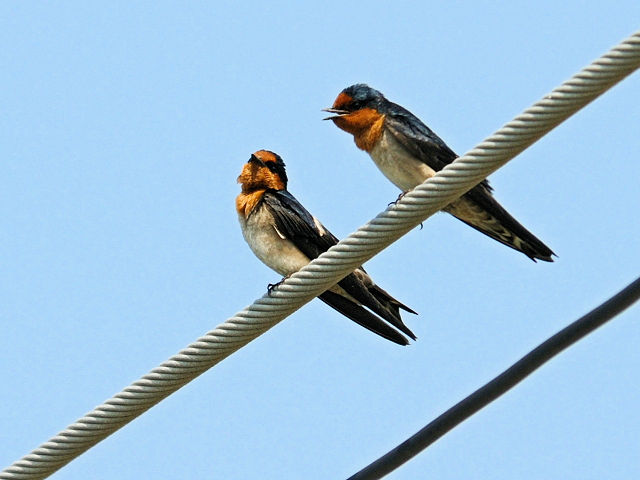 ① リュウキュウツバメ　成鳥　布袋鎮　嘉義県　台湾　Budai, Chiayi County, Taiwan　2012/03/06　Photo by Kohyuh