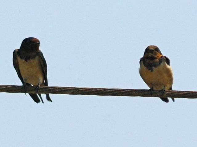 ② リュウキュウツバメ　若鳥　布袋鎮　嘉義県　台湾　Budai, Chiayi County, Taiwan　2012/03/06　Photo by Kohyuh