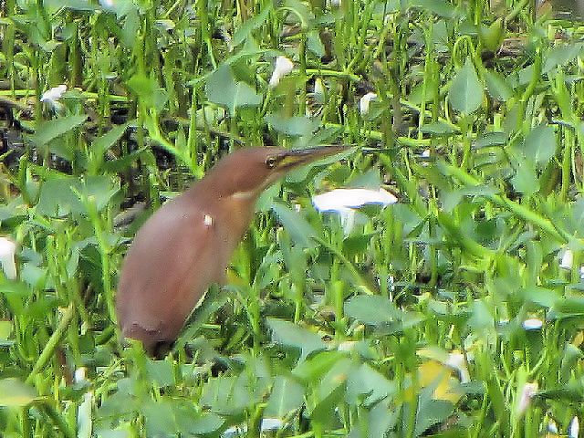 ① リュウキュウヨシゴイ ♂　成鳥　冬羽　ホイアン　ベトナム　Hoi An, Vietnam　2010/01/16　Photo by Kohyuh