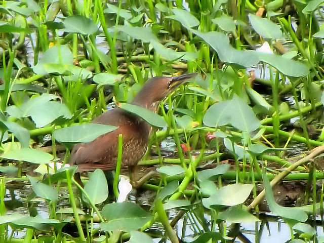 ③ リュウキュウヨシゴイ ♀　成鳥　冬羽　ホイアン　ベトナム　Hoi An, Vietnam　2010/01/16　Photo by Kohyuh