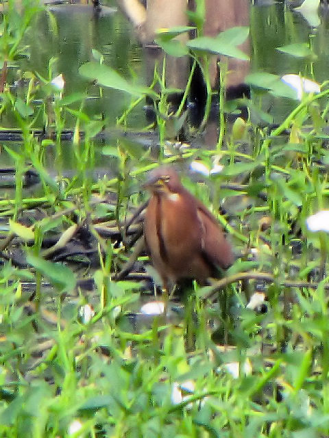 ② リュウキュウヨシゴイ ♂　成鳥　冬羽　ホイアン　ベトナム　Hoi An, Vietnam　2010/01/16　Photo by Kohyuh