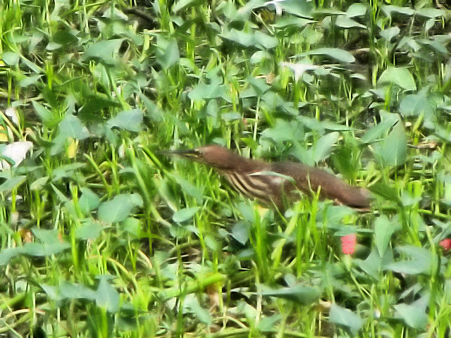 ④ リュウキュウヨシゴイ ♀　成鳥　冬羽　ホイアン　ベトナム　Hoi An, Vietnam　2010/01/16　Photo by Kohyuh