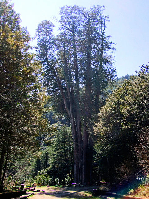 雪山神木 Syueshan Sacred Tree　2012/03/01　Photo by Kohyuh