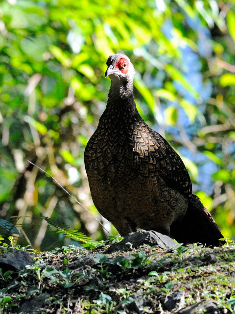 ④ サンケイ ♀　成鳥　賞鳥平台　大雪山国家森林遊楽区　台湾　Bird Watching Deck, Dasyueshan National Forest Recreation Area, Taiwan　2012/03/01　Photo by Kohyuh