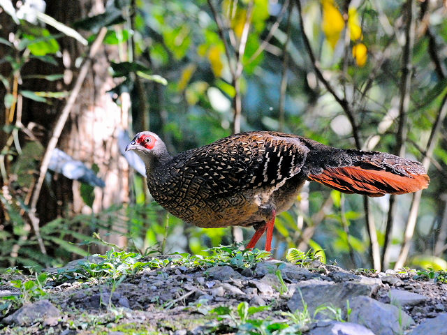 ⑥ サンケイ ♀　成鳥　賞鳥平台　大雪山国家森林遊楽区　台湾　Bird Watching Deck, Dasyueshan National Forest Recreation Area, Taiwan　2012/03/01　Photo by Kohyuh