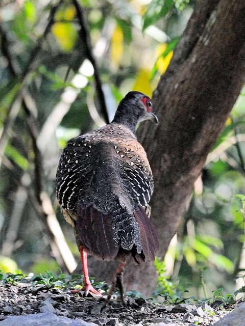 ⑦ サンケイ ♀　成鳥　賞鳥平台　大雪山国家森林遊楽区　台湾　Bird Watching Deck, Dasyueshan National Forest Recreation Area, Taiwan　2012/03/01　Photo by Kohyuh