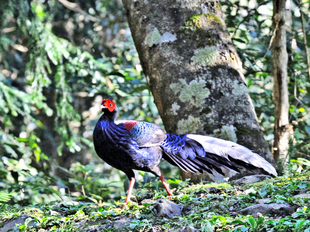 ① サンケイ ♂　成鳥　賞鳥平台　大雪山国家森林遊楽区　台湾　Bird Watching Deck, Dasyueshan National Forest Recreation Area, Taiwan　2012/03/01　Photo by Kohyuh