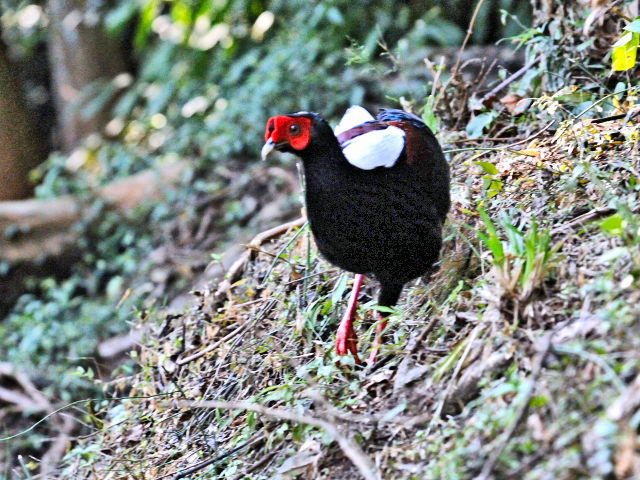 ② サンケイ ♂　成鳥　賞鳥平台　大雪山国家森林遊楽区　台湾　Bird Watching Deck, Dasyueshan National Forest Recreation Area, Taiwan　2012/03/01　Photo by Kohyuh