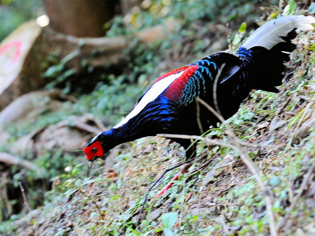 ③ サンケイ ♂　成鳥　賞鳥平台　大雪山国家森林遊楽区　台湾　Bird Watching Deck, Dasyueshan National Forest Recreation Area, Taiwan　2012/03/01　Photo by Kohyuh