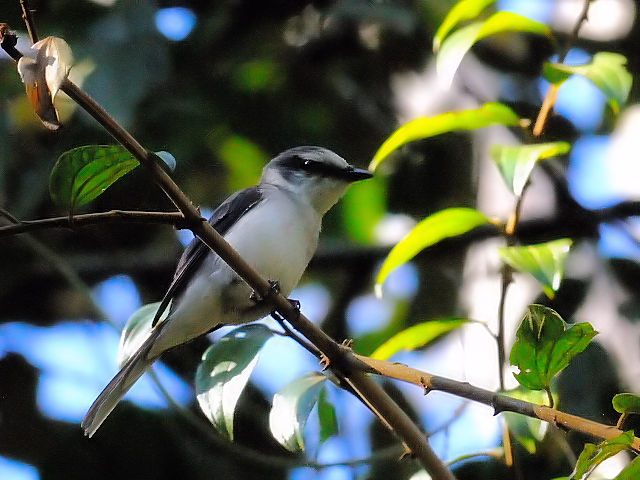 ① サンショウクイ ♂　成鳥　カオヤイ国立公園　タイ　Khao Yai National Park, Thailand　2014/01/28　Photo by Kohyuh