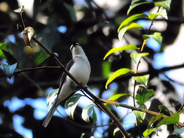 ② サンショウクイ ♂　成鳥　カオヤイ国立公園　タイ　Khao Yai National Park, Thailand　2014/01/28　Photo by Kohyuh