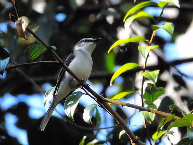 ③ サンショウクイ ♂　成鳥　カオヤイ国立公園　タイ　Khao Yai National Park, Thailand　2014/01/28　Photo by Kohyuh