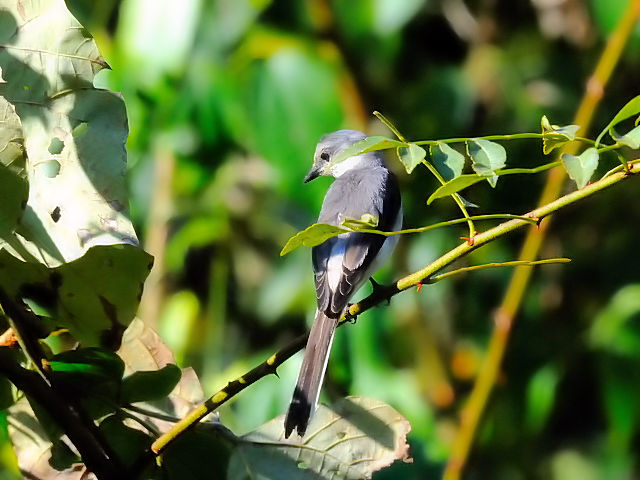 ④ サンショウクイ ♂　成鳥　カオヤイ国立公園　タイ　Khao Yai National Park, Thailand　2014/01/28　Photo by Kohyuh