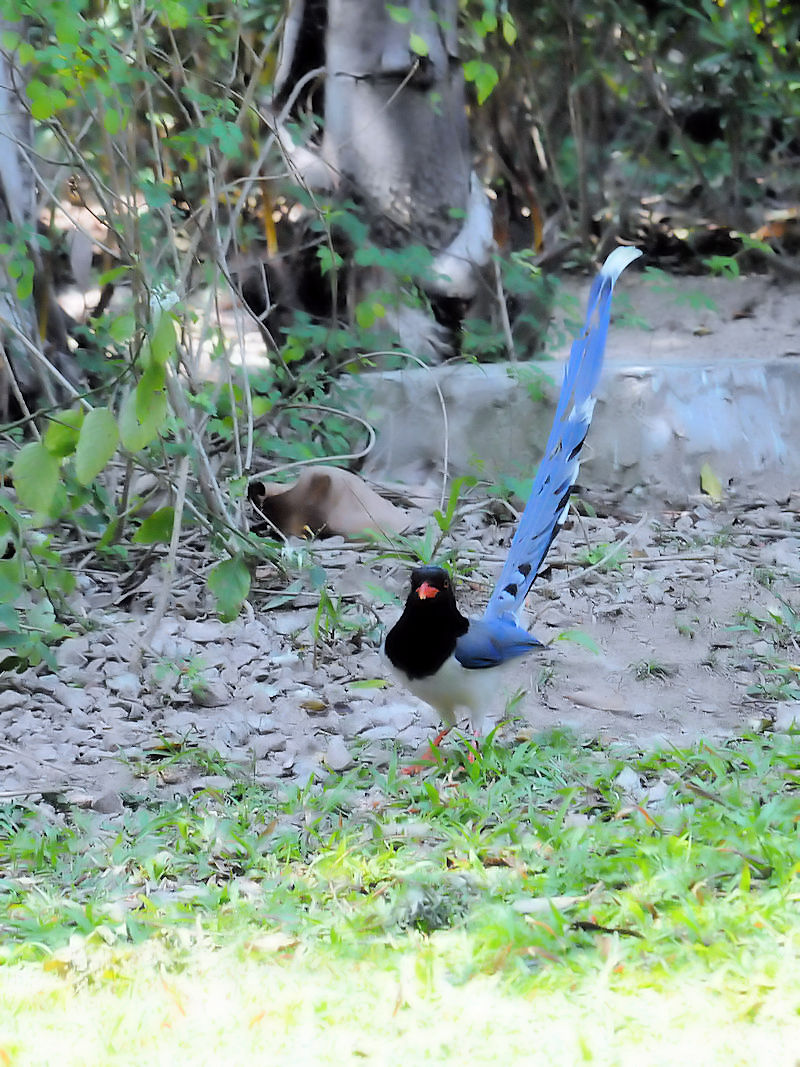 サンジャク　（７態-1）　香港公園　香港　Hong Kong Park, Hong Kong　2018/03/12　Photo by Kohyuh