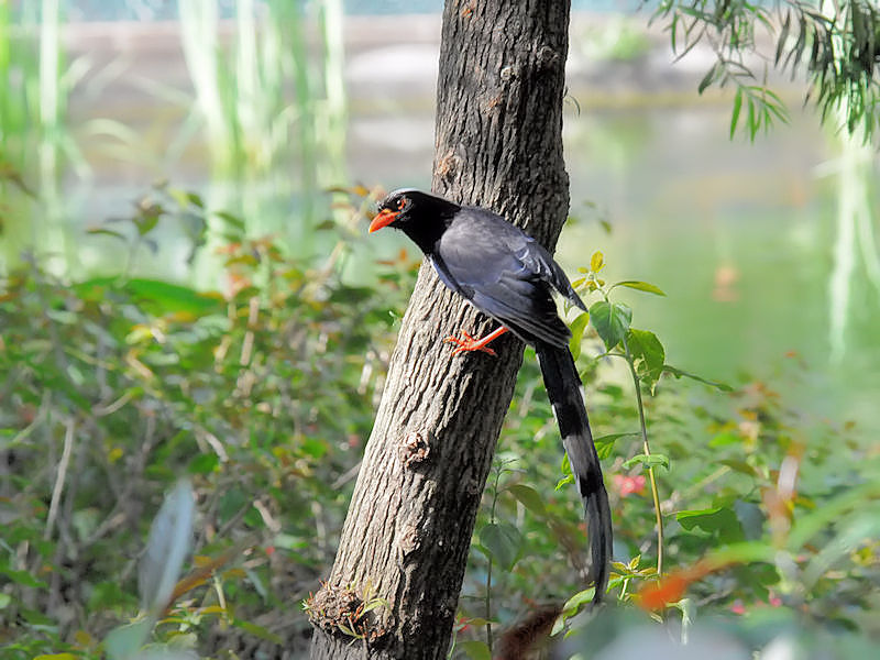 サンジャク　（７態-5）　香港公園　香港　Hong Kong Park, Hong Kong　2018/03/12　Photo by Kohyuh