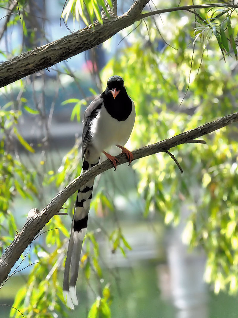 サンジャク　（７態-6）　香港公園　香港　Hong Kong Park, Hong Kong　2018/03/12　Photo by Kohyuh