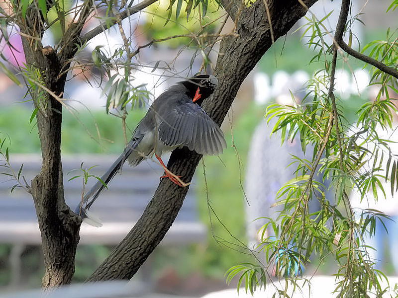 サンジャク　（７態-7）　香港公園　香港　Hong Kong Park, Hong Kong　2018/03/12　Photo by Kohyuh