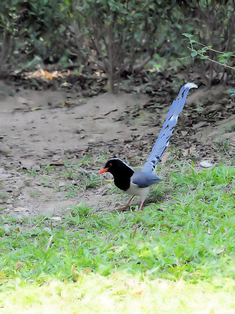 サンジャク　（７態-4）　香港公園　香港　Hong Kong Park, Hong Kong　2018/03/12　Photo by Kohyuh