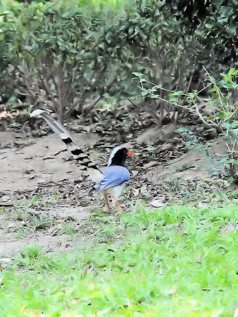 サンジャク　（７態-3）　香港公園　香港　Hong Kong Park, Hong Kong　2018/03/12　Photo by Kohyuh