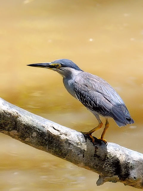 ① ササゴイ　成鳥　クアラ・セランゴール　マレーシア　Kuala Selangor, Malaysia　2010/06/10　Photo by Kohyuh