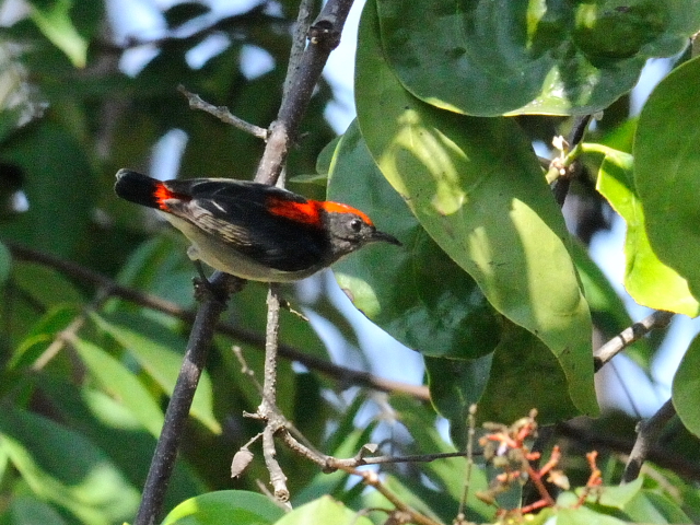 セアカハナドリ ♂　成鳥　（５態-1）　ラーマ９世公園　チェンマイ　タイ　King Rama IX Garden, Chiang Mai,Thailand　2014/01/15　Photo by Kohyuh