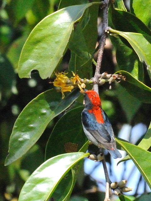 セアカハナドリ ♂　成鳥　（５態-2）　ラーマ９世公園　チェンマイ　タイ　King Rama IX Garden, Chiang Mai,Thailand　2014/01/15　Photo by Kohyuh