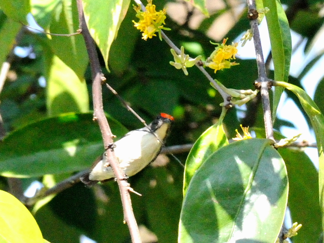 セアカハナドリ ♂　成鳥　（５態-3）　ラーマ９世公園　チェンマイ　タイ　King Rama IX Garden, Chiang Mai,Thailand　2014/01/15　Photo by Kohyuh