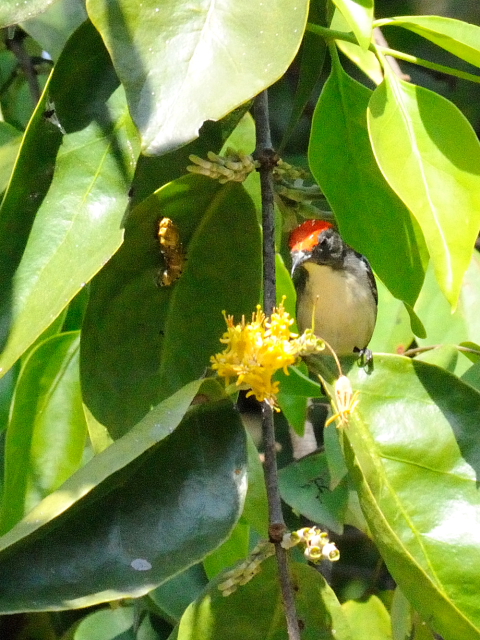 セアカハナドリ ♂　成鳥　（５態-4）　ラーマ９世公園　チェンマイ　タイ　King Rama IX Garden, Chiang Mai,Thailand　2014/01/15　Photo by Kohyuh