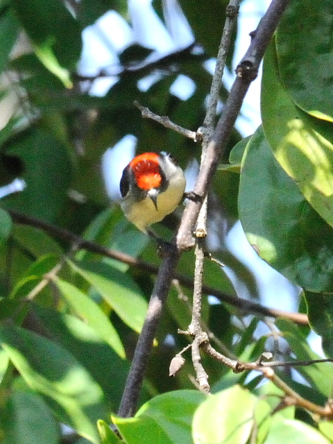 セアカハナドリ ♂　成鳥　（５態-5）　ラーマ９世公園　チェンマイ　タイ　King Rama IX Garden, Chiang Mai,Thailand　2014/01/15　Photo by Kohyuh