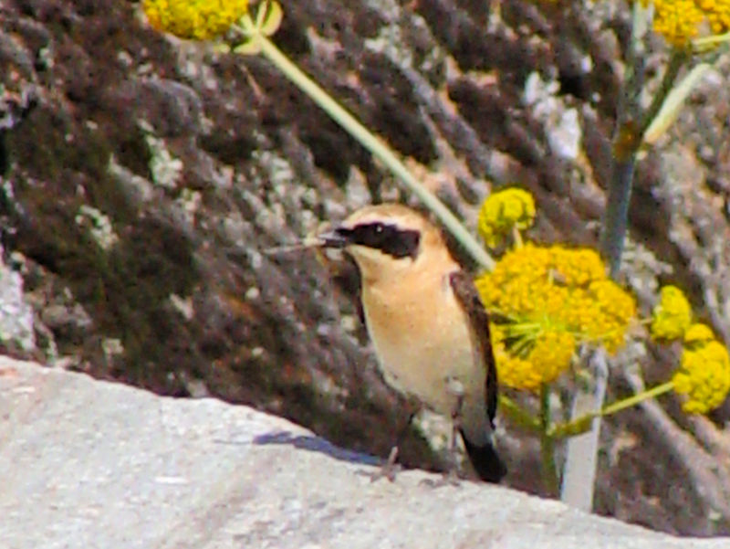 ZAJY @@eI@MV@Meteora, Greece@2008/05/26@Photo by Kohyuh