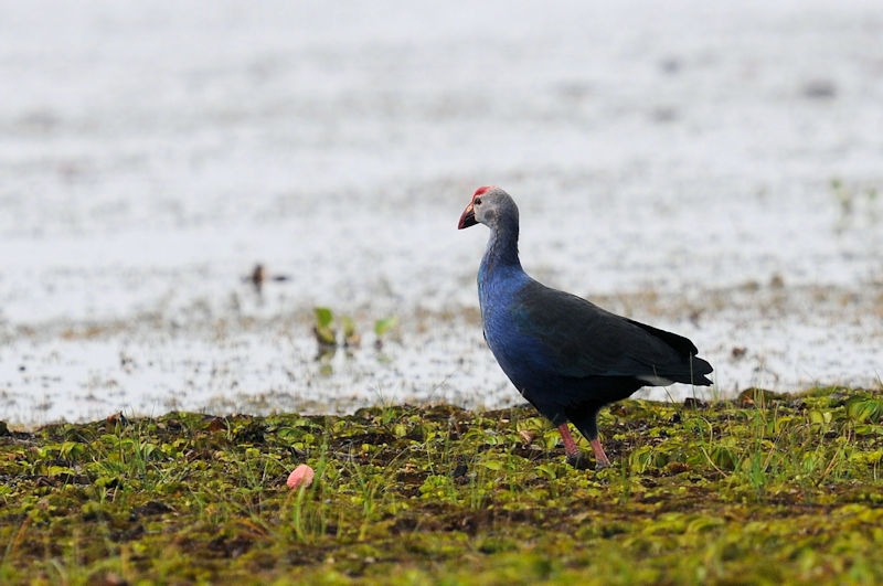 セグロセイケイ 成鳥　ロータスパーク　ウドンタニ　タイ　Lotus Park, Udon Thani, Thailand　2020/03/02　Photo by Kohyuh