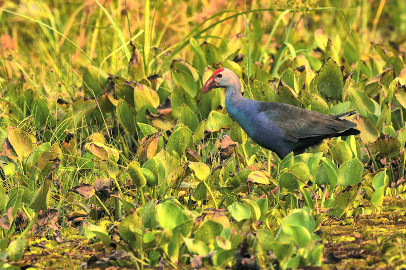 セグロセイケイ 成鳥　ロータスパーク　ウドンタニ　タイ　Lotus Park, Udon Thani, Thailand　2020/03/02　Photo by Kohyuh