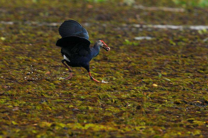 セグロセイケイ 成鳥　ロータスパーク　ウドンタニ　タイ　Lotus Park, Udon Thani, Thailand　2020/03/02　Photo by Kohyuh