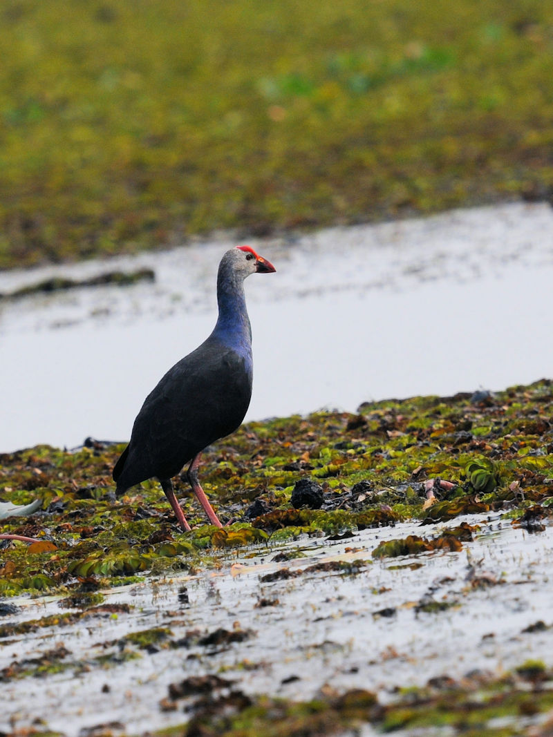 セグロセイケイ 成鳥　ロータスパーク　ウドンタニ　タイ　Lotus Park, Udon Thani, Thailand　2020/03/02　Photo by Kohyuh